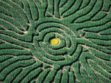 Aerial of Corn Maze in Denver Botanic Gardens  Denver  USA