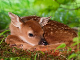 White-tailed Deer Baby  Kentucky