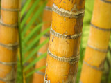 Bamboo Stems  Queensland Australia