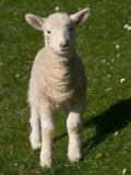 New Lamb  South Island  New Zealand
