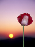 Opium Poppy at Sunset  Thailand