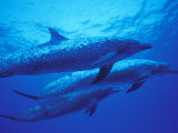 Spotted Dolphins  Bahamas  Caribbean