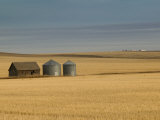 Grain Barn on Wheat Farm in Rosebud  Alberta  Canada