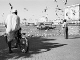 Birds and Watcher  Dubai Creek  Dubai