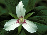 Painted Trillium  Port Huron  Michigan  USA