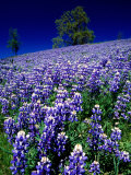 Lupines in Spring  Napa Valley  United States of America