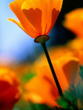 Californian Golden Poppy  Napa Valley  United States of America