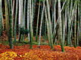 Autumn Leaves on Ground at Saiho-Ji  Kyoto  Japan
