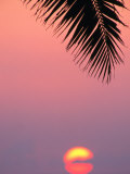Palm Frond Silhouetted at Sunset  USA
