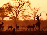 Adult Male Kudu with Impala at Pump Pan Waterhole  Chobe National Park  Botswana