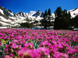 Flowers with Mountains in the Background  Sierra Nevada Mountains  United States of America