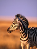 Portrait of Young Burchells Zebra (Equus Burchelli)  Etosha National Park  Namibia