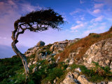 Wind-Sculpted Tree on Rocky Hillside  Connemara  Ireland