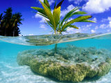 Coconut Palm Growing on Coral Bommie  French Polynesia
