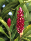 Detail of Red Ginger Flower  New Caledonia