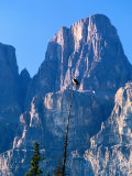 Perched Osprey (Pandion Haliaetus) and Castle Mountain  Banff National Park  Canada