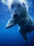 Polar Bear Swimming Underwater in Alaska Zoo  USA
