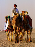 Race Camels Walk to Kuwait Camel Racing Club for Training Session  Kuwait