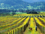 Farmer in a Vineyard in Early Spring  Napa Valley  United States of America