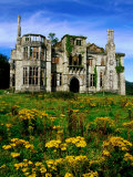 Dunboy Castle Ruins with Wildflowers in Foreground  Castletownbere  Ireland