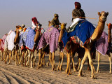 Race Camels Walk to Kuwait Camel Racing Club for Training Session  Kuwait
