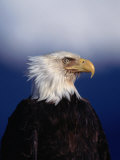 Bald Eagle (Haliaetus Leucocephalus)  USA