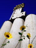 Sunflowers in Front of Mill City Museum  Minneapolis  United States of America