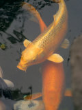 Huge Gold Fish in Pond at Senso-Ji Temple  Tokyo  Japan