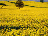 Field of Oil-Rape Seed  Spring  Harvington  United Kingdom