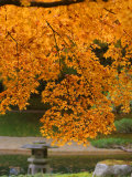 Autumn Leaves at Nitobe Japanese Garden  University of British Columbia  Vancouver  Canada