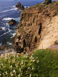 Wildflowers on the Rugged Coastline at Lands End  Land's End  United Kingdom