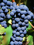 Pinot Noir Grapes Hanging on a Vine  South Africa