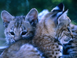 Bobcats (Felis Rufus)  USA