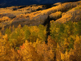 Autumn Colours of the Elk Mountains in Colorado  USA