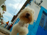Dog in Zona Centro  Puerto Vallarta  Mexico