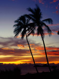 Palm Trees Against an Ellis Beach Sunset  Australia