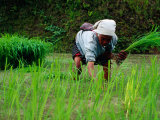 Ifugao Women Transplanting Rice  Banaue  Philippines