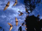 Flying Foxes (Bats) at Dusk  Mataranka  Australia