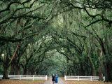 Women Walking Under Oak Trees with Moss  Live Oak Avenue  Wormsloe Historic Site  Savannah  USA