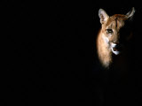Cougar (Felis Concolor)  Aka Puma or Mountain Lion  Arizona-Sonora Desert Museum  Tucson  USA