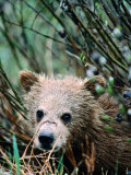 Grizzly Cub in Grass (Ursus Arctos)  Denali National Park & Preserve  USA
