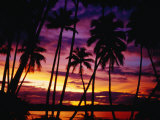 Palm Trees on Yanuca Island on the Coral Coast Silhouetted at Sunset  Fiji