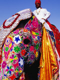 Entrant in Best Dressed Elephant Competition at Annual Elephant Festival  Jaipur  India