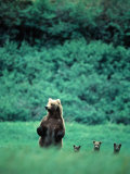 Brown Bear and Cubs  Mikfik Creek  USA