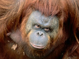Orang-Utan in Zoo  Taman Safari Indonesia  Surabaya  Indonesia