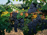 Grapes Growing at Mirassou Vineyards  San Jose  USA