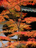 Autumn Leaves at Eikando Temple  Kyoto  Japan