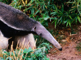 Captive Giant Anteater (Myrmecophaga Tridactyla)  Brazil