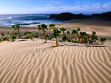 Dune Plants and Beach  Robberg Nature and Marine Reserve  Plettenberg Bay  South Africa