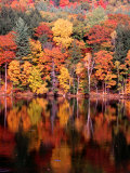 Trees by River in Autumn  USA